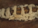 Eryniopsis caroliniana image