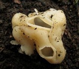 Hydnoplicata convoluta image