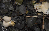 Helvella crispa image