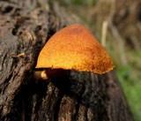 Gymnopilus ferruginosus image