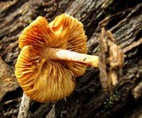 Gymnopilus ferruginosus image