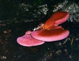 Fistulina hepatica image