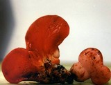 Fistulina hepatica image
