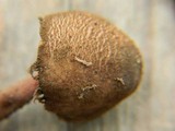 Melanophyllum haematospermum image