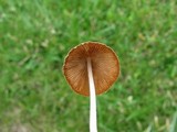 Conocybe apala image