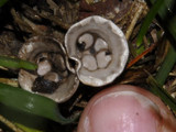Cyathus olla image