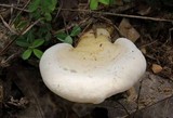 Ganoderma curtisii image