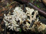 Clavulina coralloides image