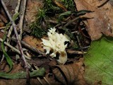 Clavulina coralloides image