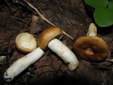 Russula farinipes image