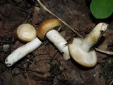 Russula farinipes image