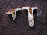 Russula farinipes image