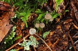 Mycena cinerella image