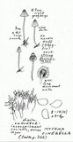 Mycena cinerella image