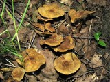 Inocybe agardhii image