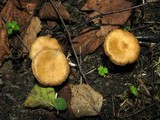Inocybe agardhii image
