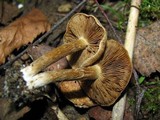 Inocybe agardhii image