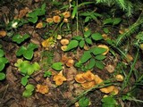 Inocybe agardhii image