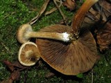 Inocybe agardhii image