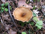 Clitocybe costata image