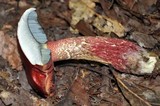 Boletus frostii image