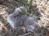 Fuligo septica image