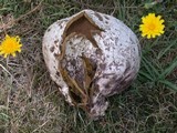 Calvatia pachyderma image