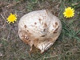 Calvatia pachyderma image