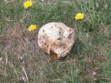 Calvatia pachyderma image