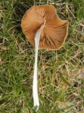 Conocybe apala image