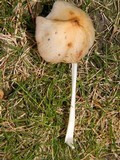Conocybe apala image