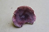 Russula mariae image