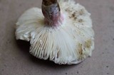 Russula mariae image