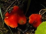 Hygrocybe punicea image