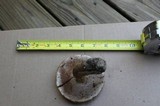 Tylopilus rubrobrunneus image