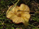 Hygrocybe punicea image