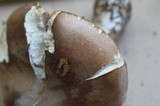 Tylopilus rubrobrunneus image