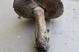 Tylopilus rubrobrunneus image