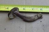 Tylopilus plumbeoviolaceus image