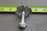 Amanita abrupta image