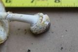 Amanita abrupta image