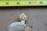 Amanita abrupta image