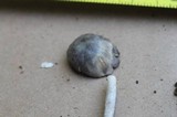 Amanita sect. Vaginatae image