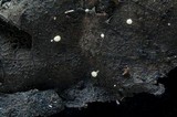 Hymenoscyphus phyllogenus image