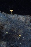 Hymenoscyphus phyllogenus image