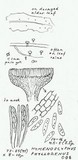 Hymenoscyphus phyllogenus image