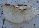 Oligoporus leucospongia image