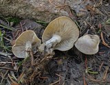 Clitocybe glacialis image