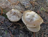 Clitocybe glacialis image
