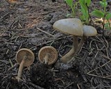 Clitocybe glacialis image